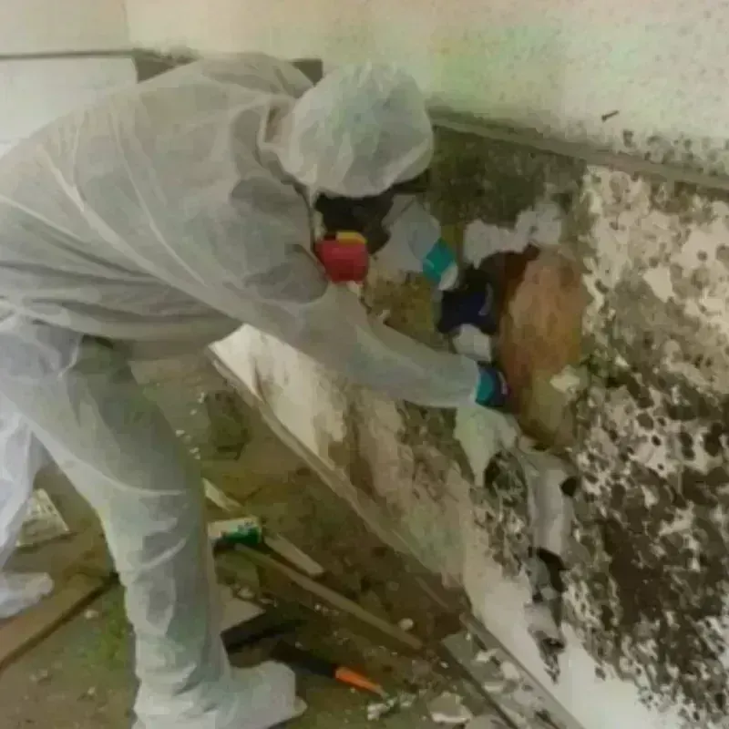 Mold Remediation and Removal in Lyndhurst, OH